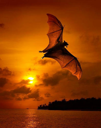 an-incoming-bat.jpg