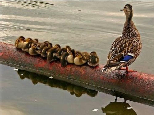 comparison-of-workers-and-ducks2.jpg