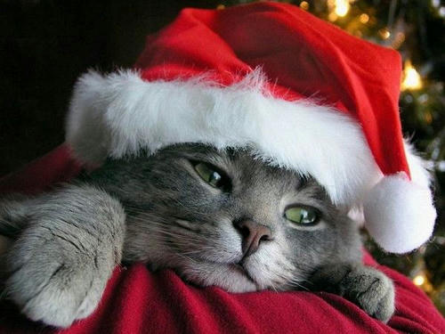 kitty-santa.jpg