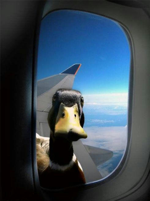 duck-in-the-airplane-window.jpg