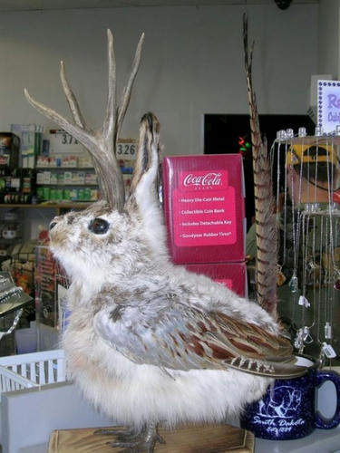 flying-jackalope.jpg