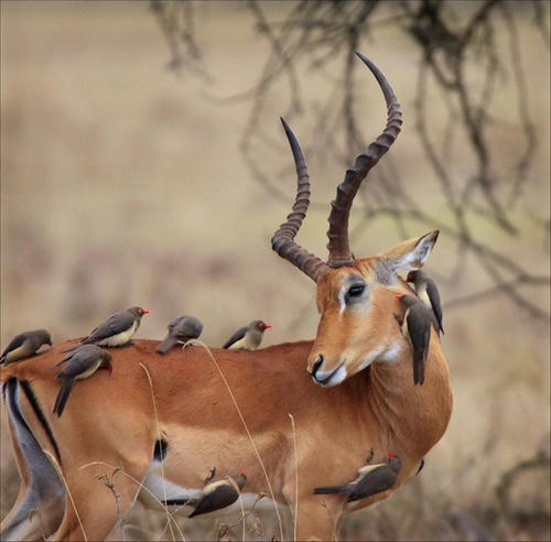 gazelle-kun-kaiino.jpg