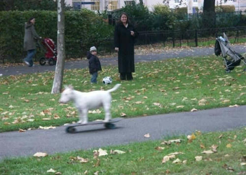 bull-terrier-boarder.jpg