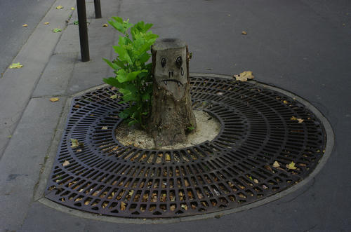 crying-tree.jpg