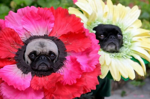 pug-flower.jpg