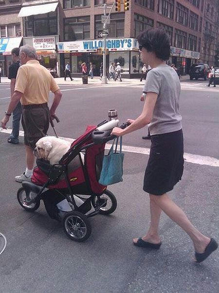 walking-the-dog.jpg