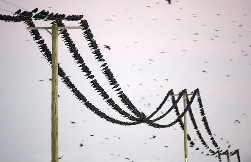 birds-on-wire.jpg