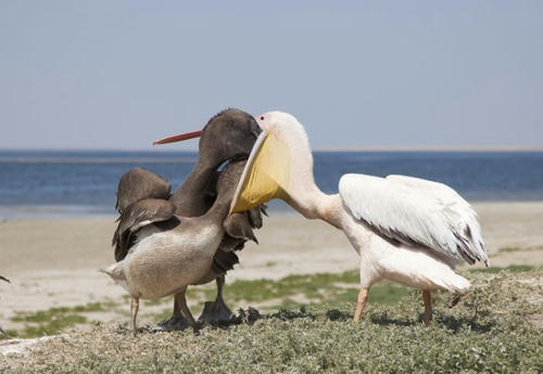 Pelican-feeding.jpg