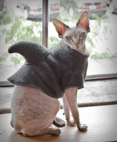 samegurumi-for-cats.jpg