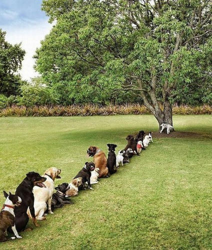 hotspot-for-dogs.jpg