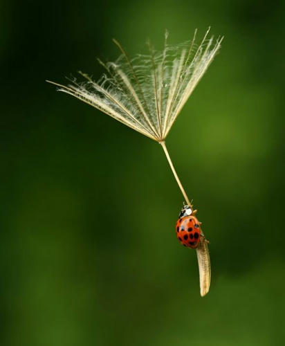flying-ladybird-beetle.jpg
