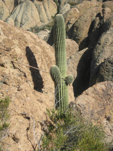 bad-ass-cactus.jpg