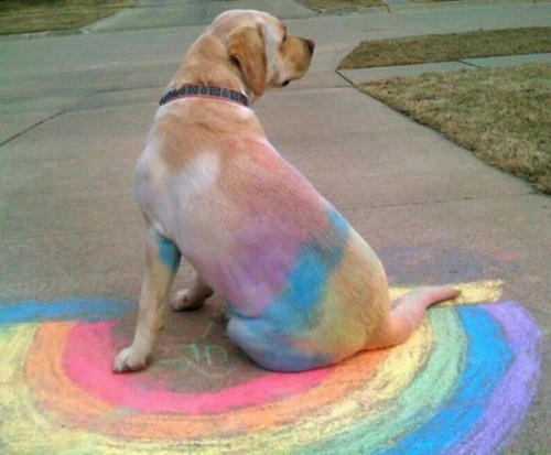 rainbow-dog.jpg