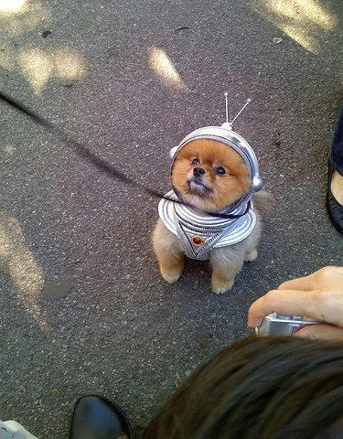 astronaut-dog.jpg