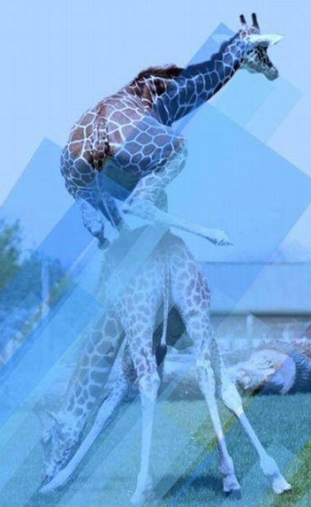 kirin-tobi.jpg