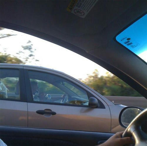 macho-driver.jpg
