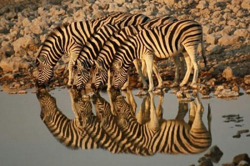 reflections-in-africa.jpg