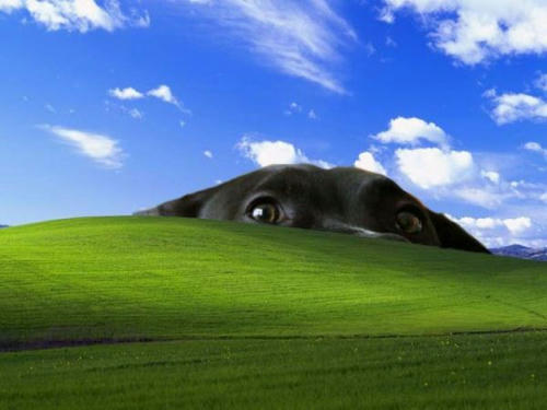 xp-with-dog.jpg