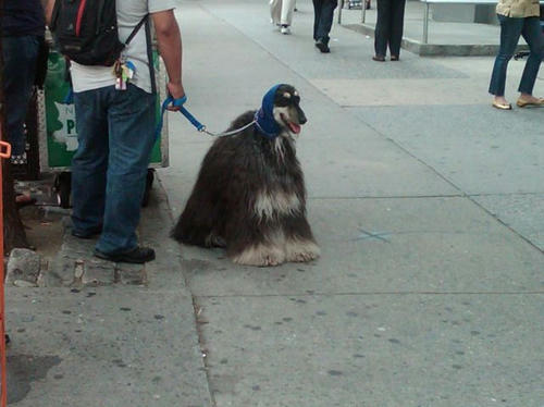ebisu-obasan-dog.jpg