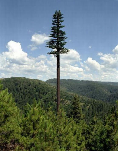 sugi-alone.jpg
