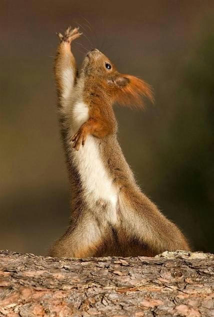 falsh-dancer-in-the-woods.jpg