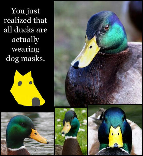 ducks-wearing-dog-masks.jpg