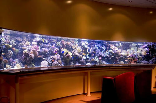 my-aquarium.jpeg