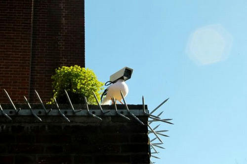 a-bird-is-watching-you.jpg