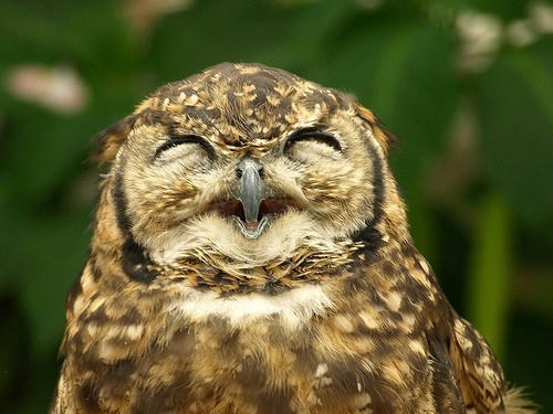 smiling-owl.jpg