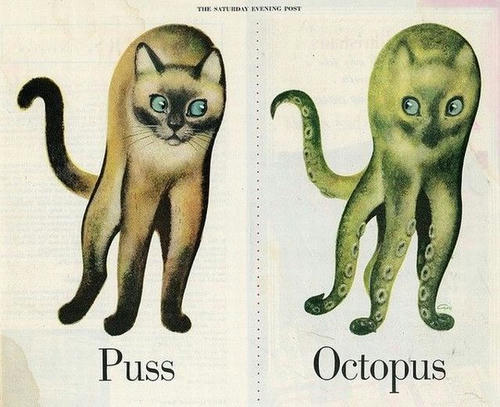 puss-vs-octopus.jpg