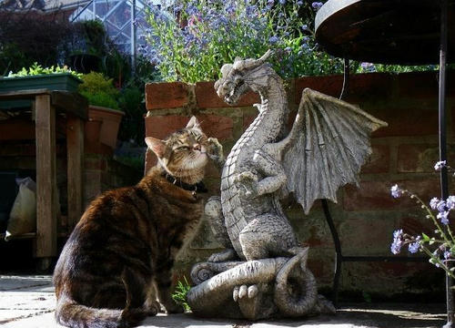 cat-vs-dragon.jpg