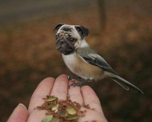 Pug-Bird.jpg