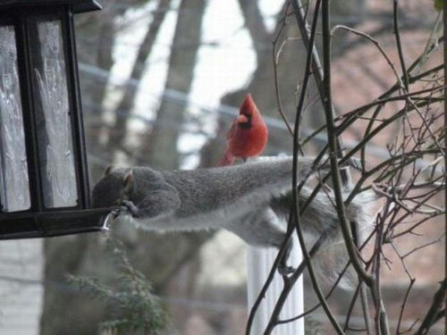 senori-redbird.jpg