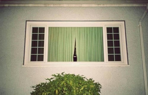 blackcat.jpg