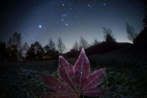 redleaf-at-chilly-night.jpg