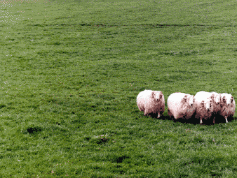 sheeps.gif