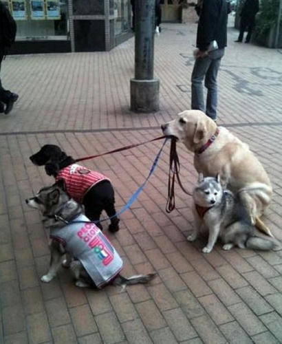 a-dog-owns-dogs.jpg