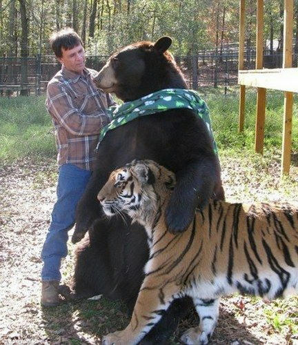 a-man-owning-a-bear-and-a-tiger.jpg