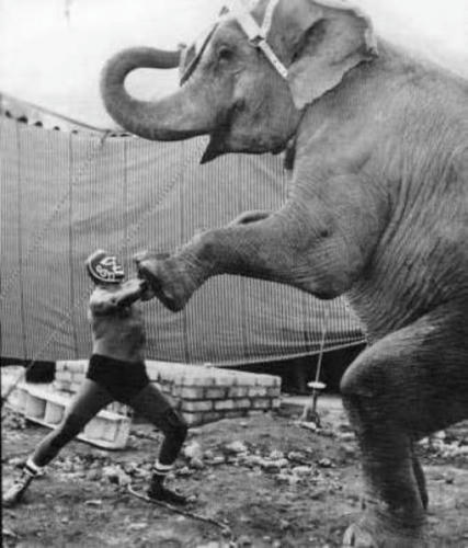 against-a-elephant.jpg