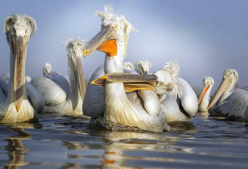 pelican-choking.jpg