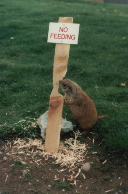 No-feeding.jpg