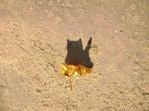 cat-leaf.jpg