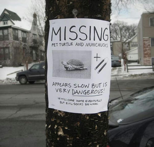 missing-turtle.jpg