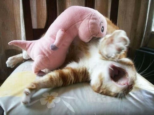 a-pinky-bit-a-kitty.jpg