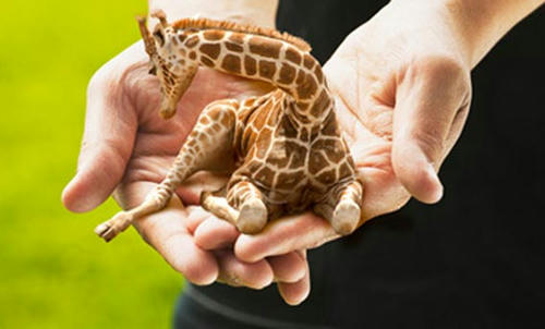 the-smallest-giraffe.jpg