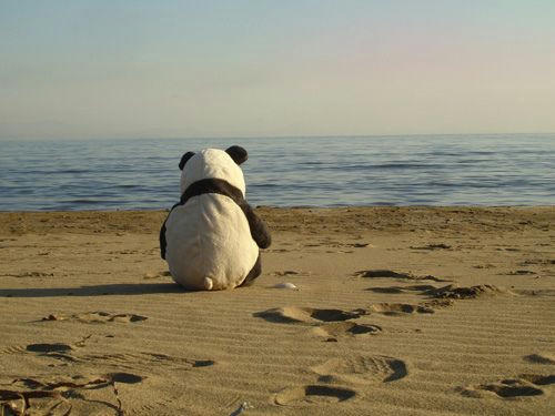 lonely-panda-in-the-sunset-beach.jpg