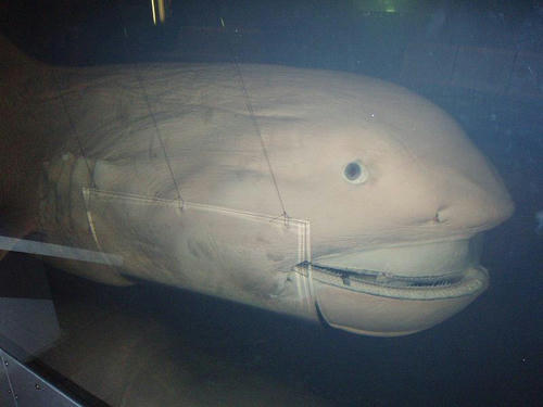 mega-mouth.jpg