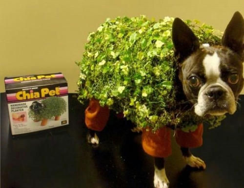 chia-pet.jpg