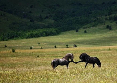 shakehanding-horses.jpg