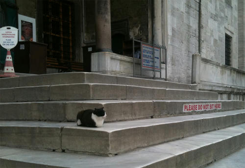 do-not-sit-here-except-cats.jpg